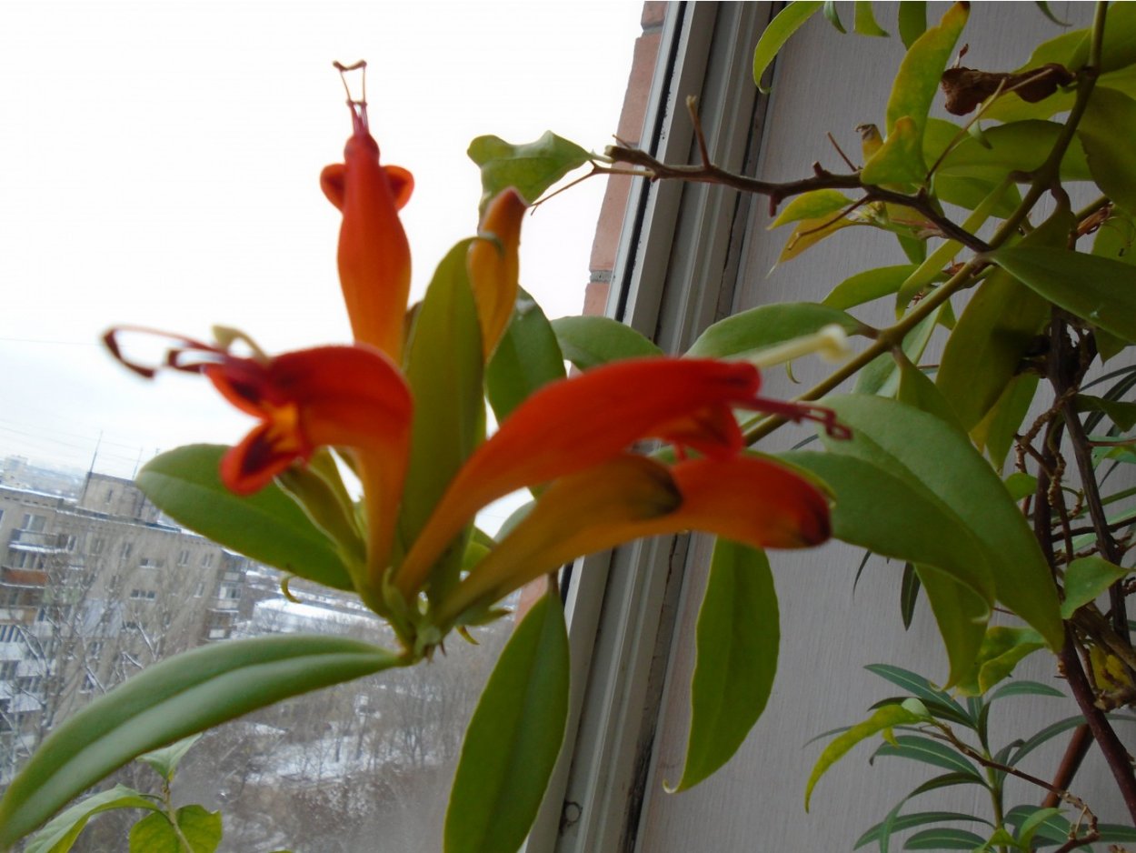 Эсхинантус кроссандра