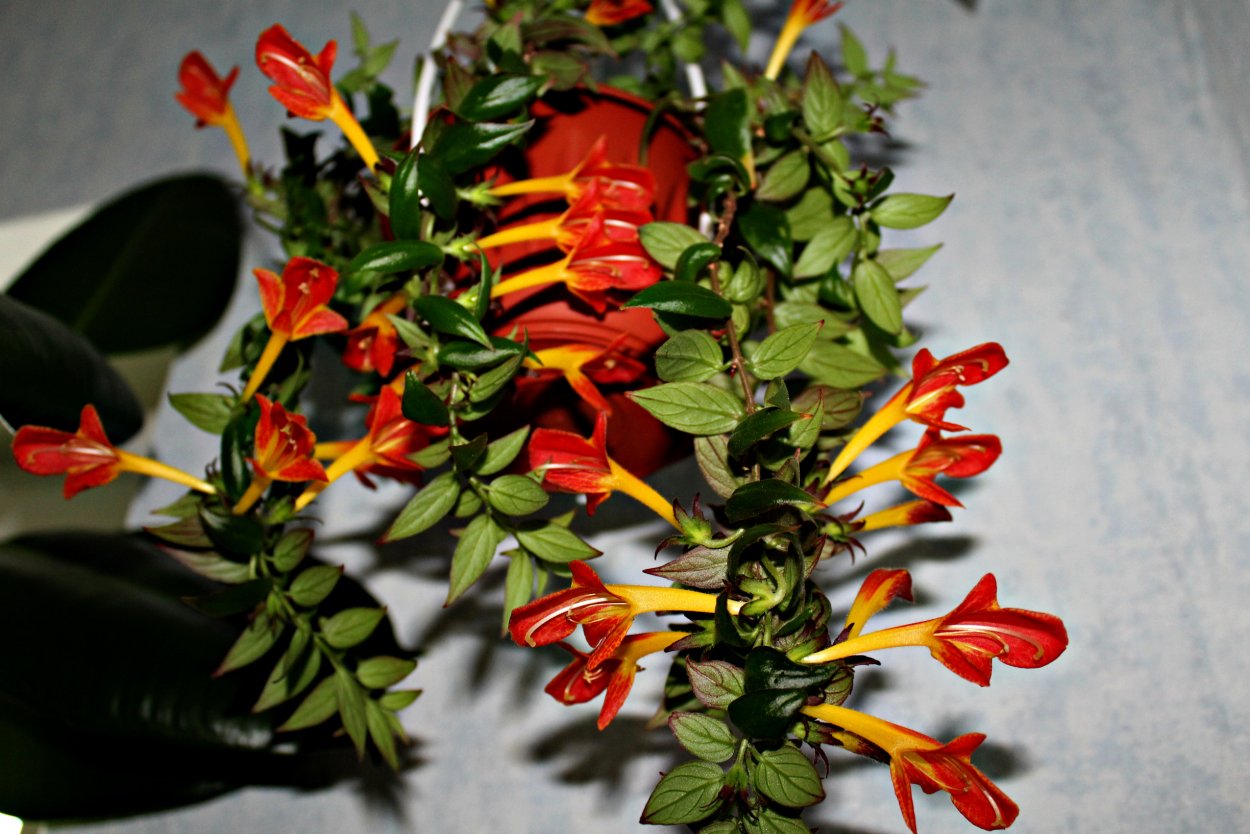 Эсхинантус грандифлора