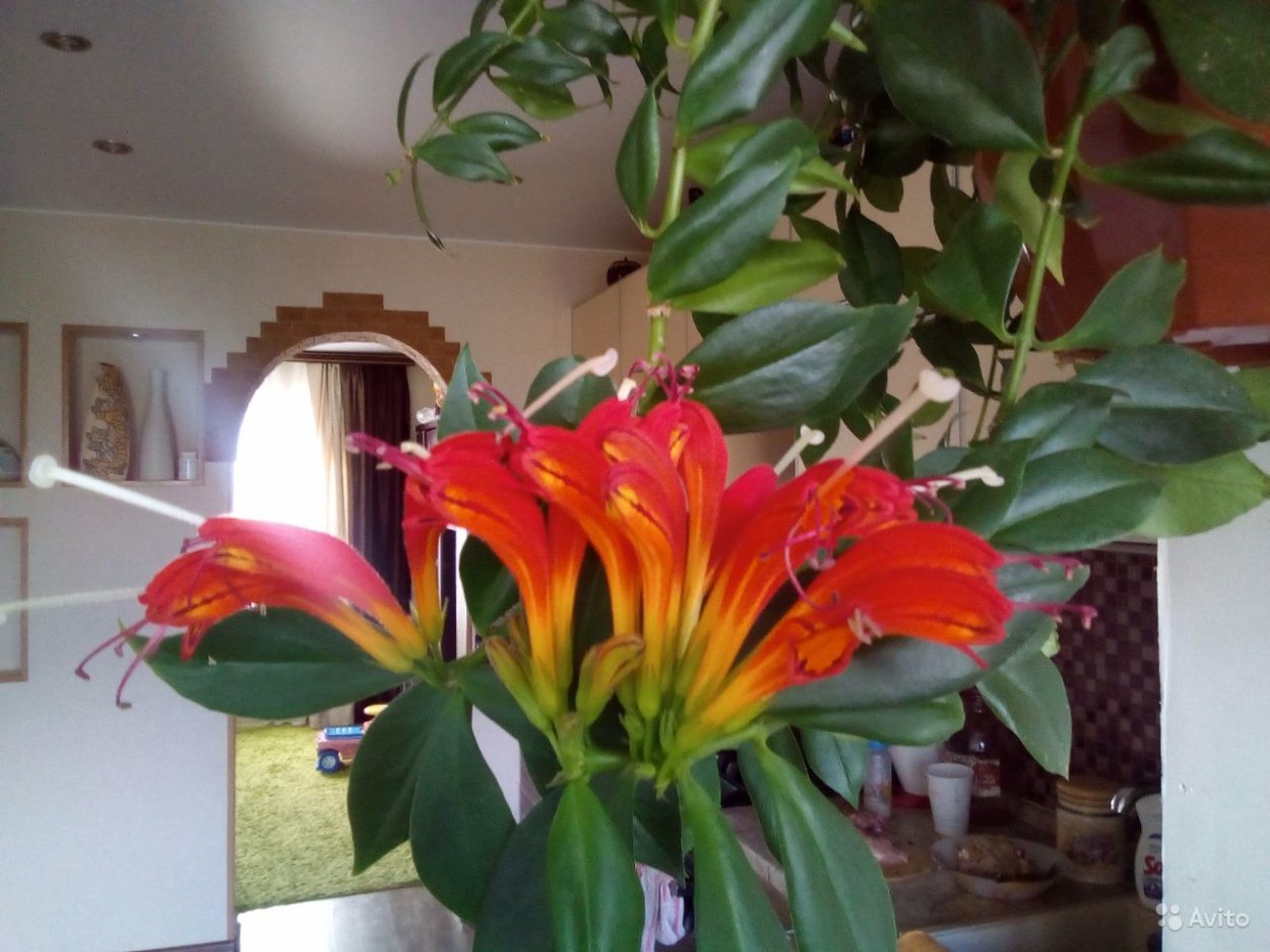 Эсхинантус Джэфролепис