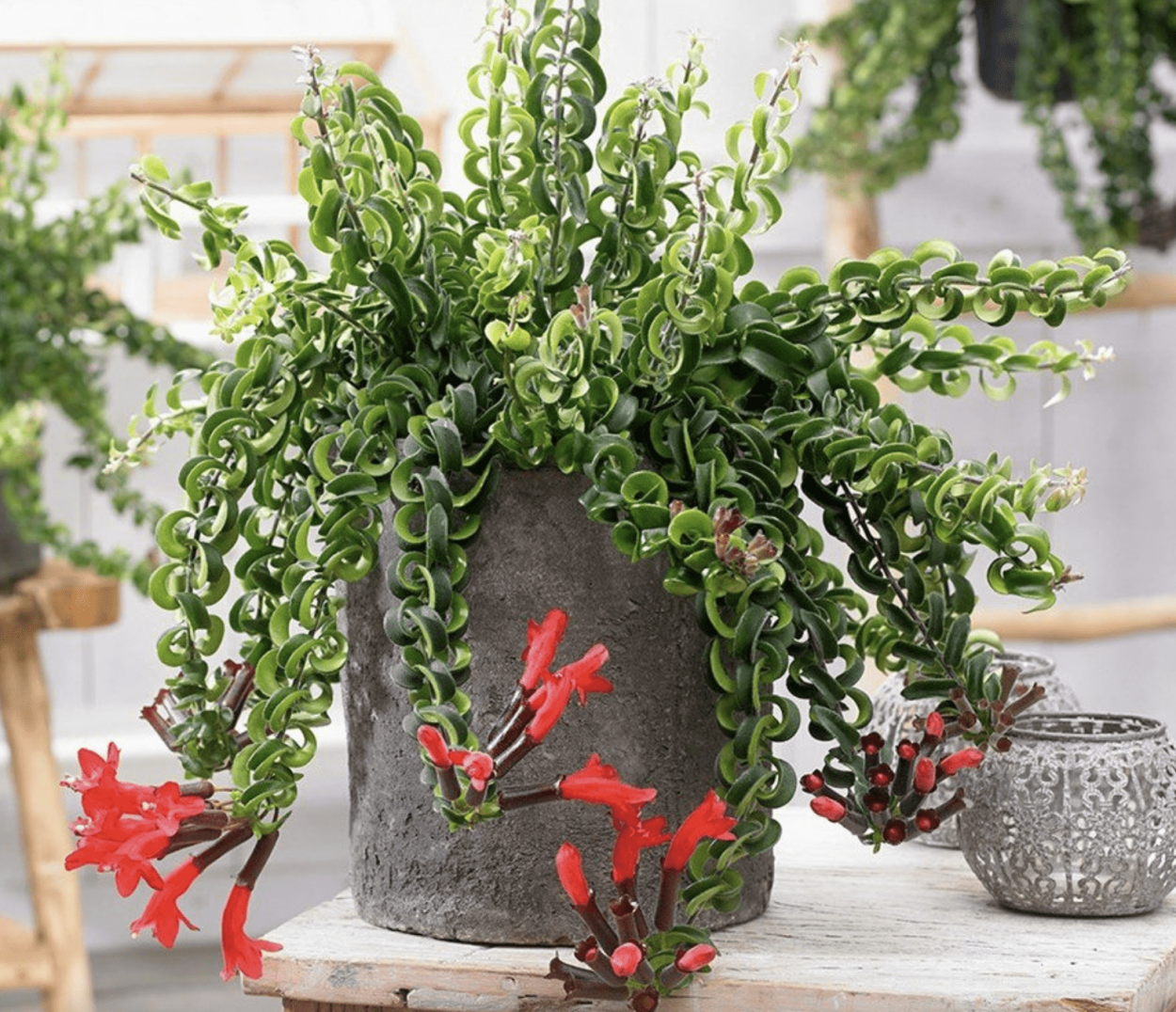 Эсхинантус marmoratus