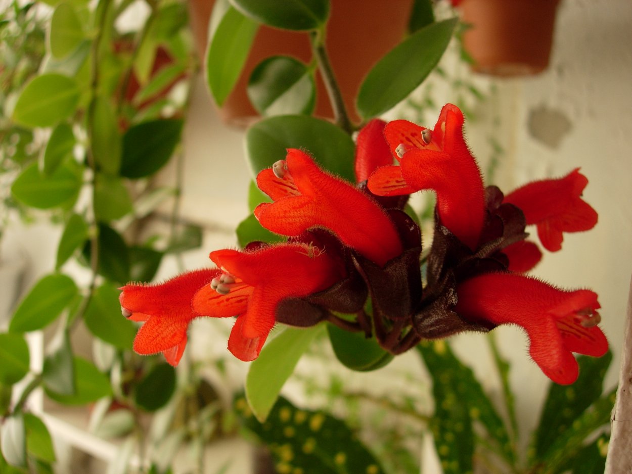 Эсхинантус колумнея