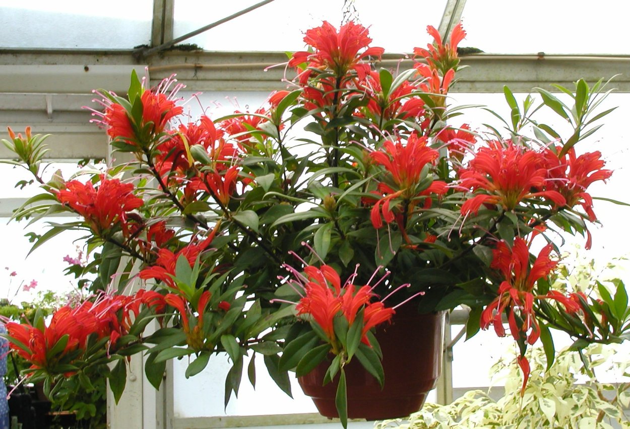 Эсхинантус Карина d12