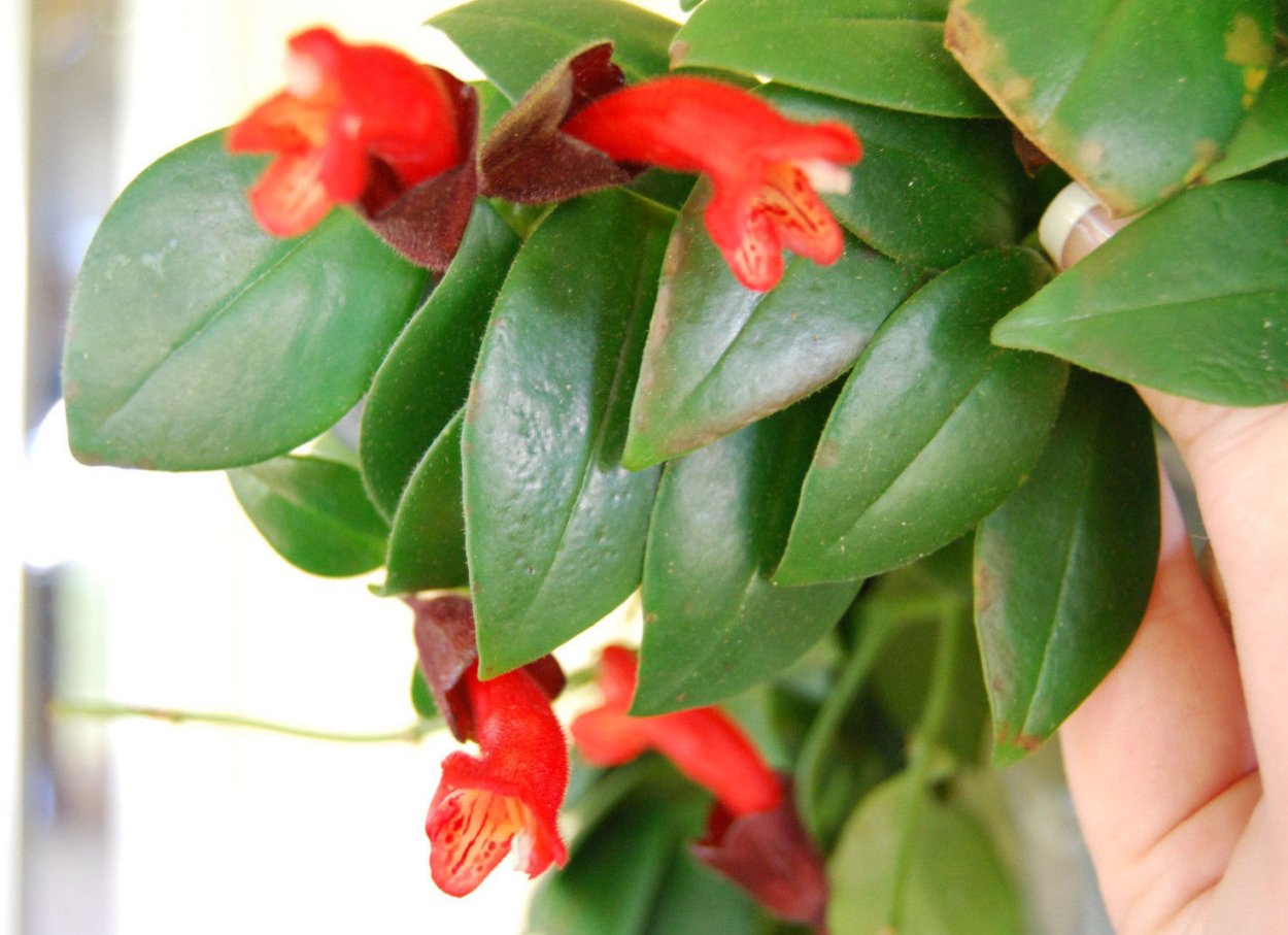 Эсхинантус ампельный