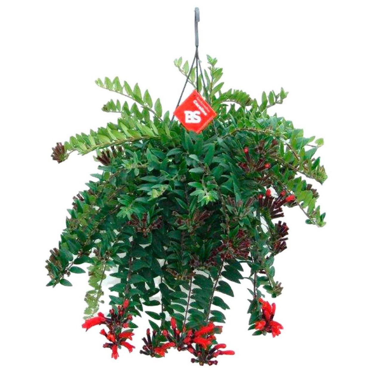 Эсхинантус Белла Донна