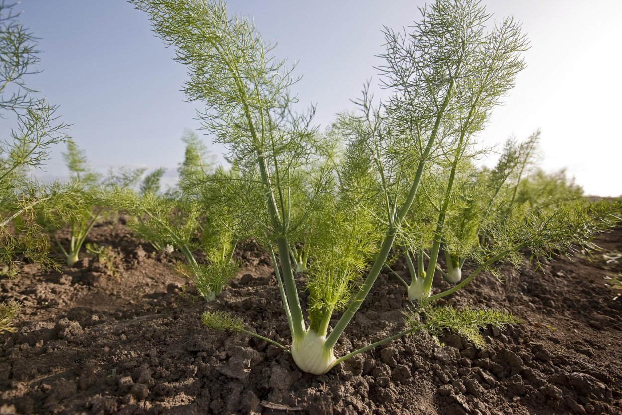 Полезная зелень для организма