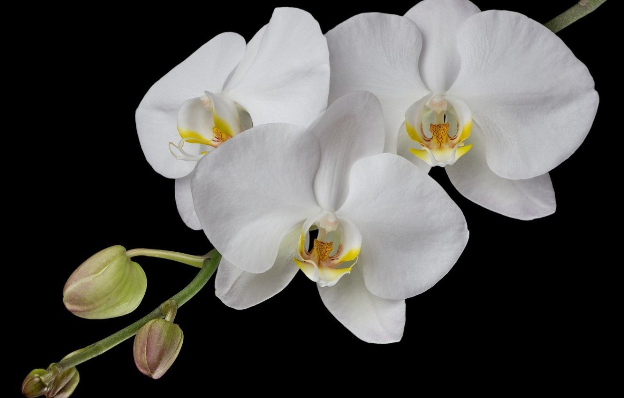 White Orchid Эльвира