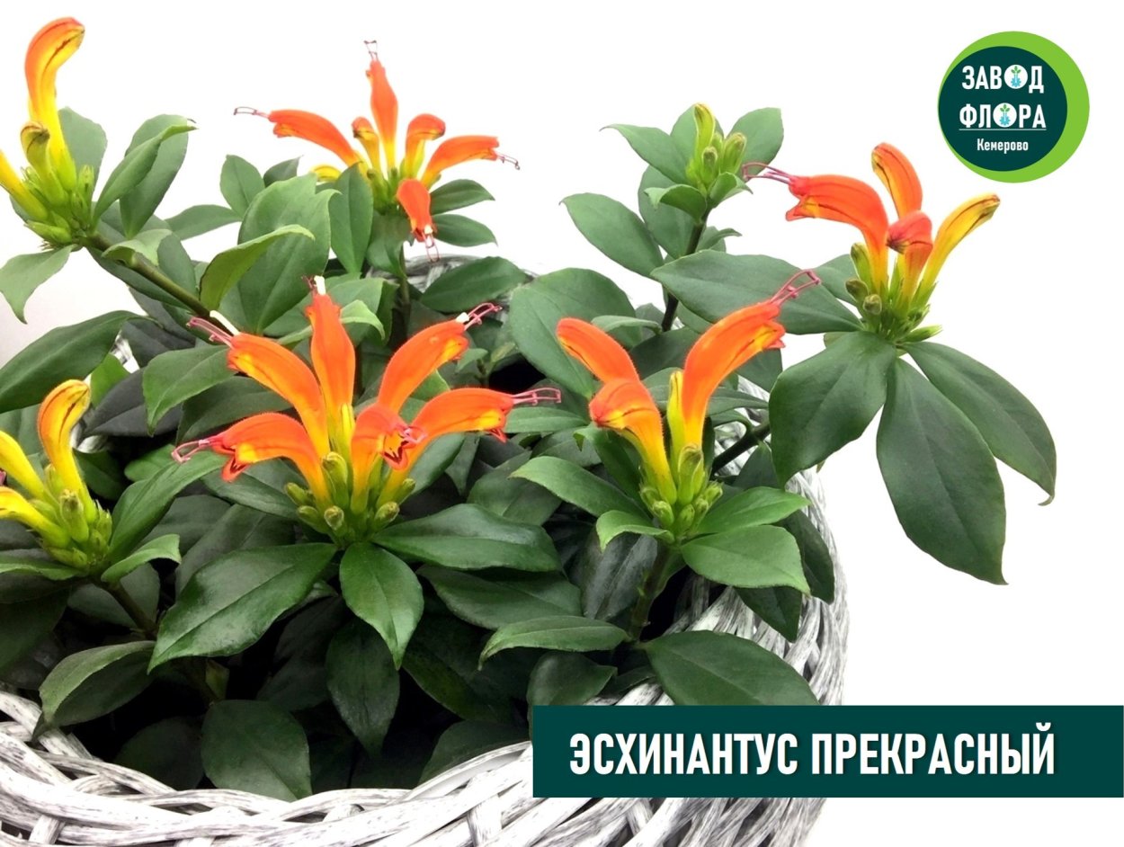 Эсхинантус Мона Лиза