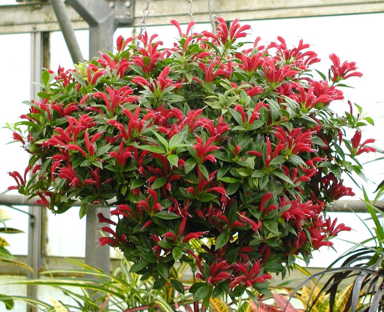 Эсхинантус Лобба цветок