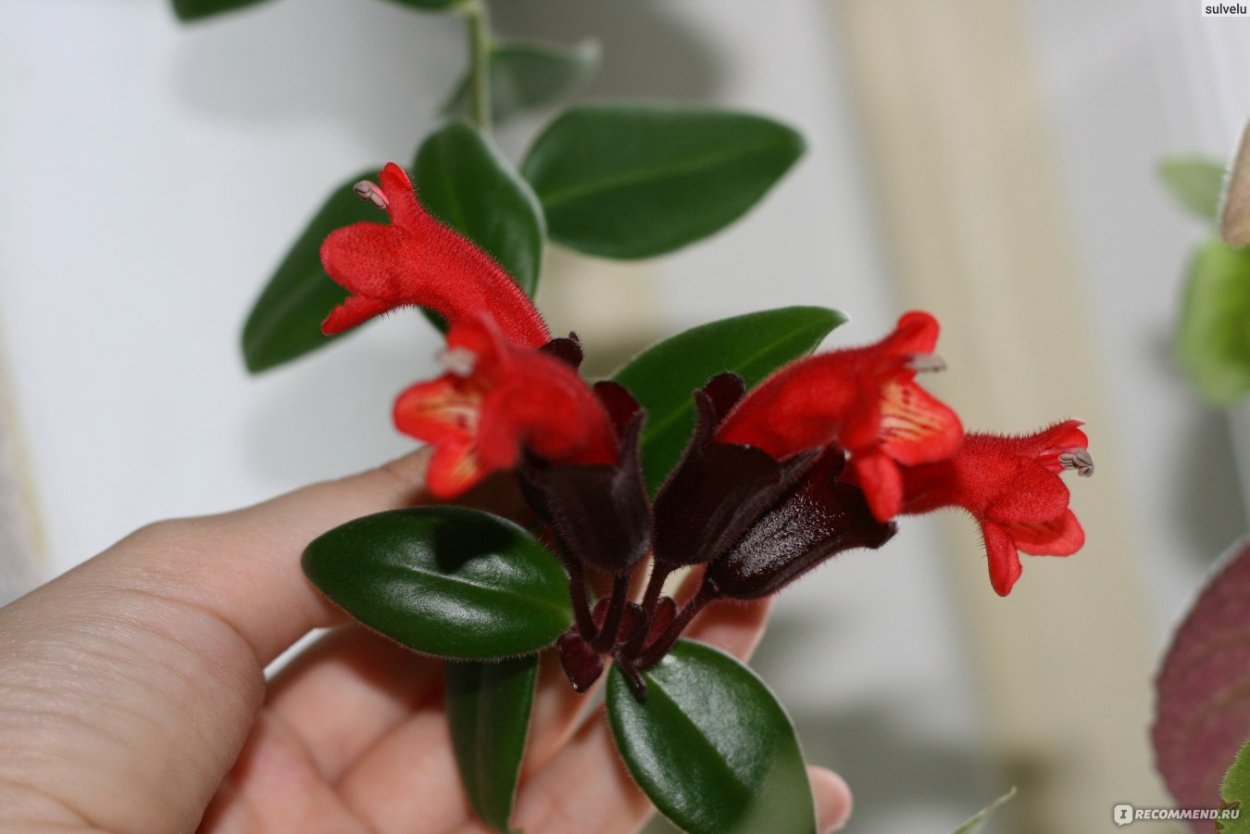 Эсхинантус Каролина