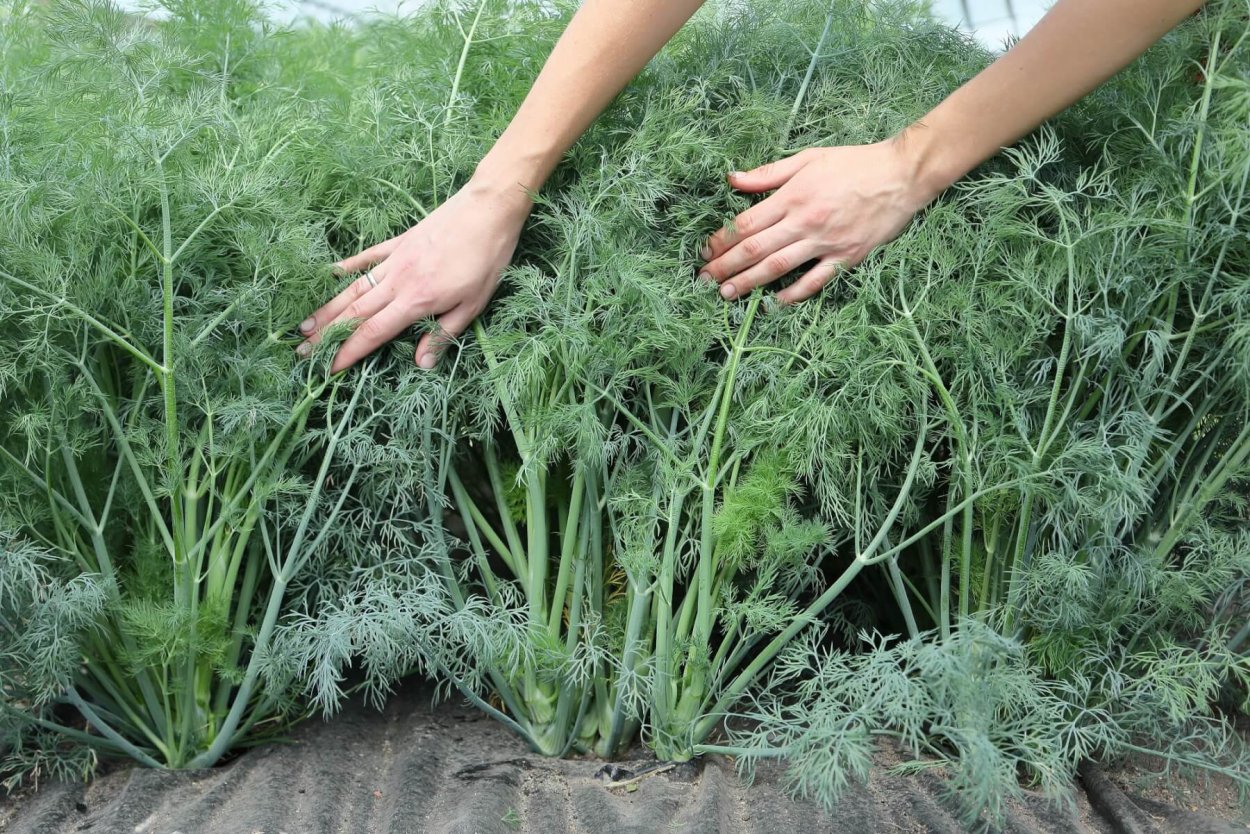 Семена укропа ЛРС