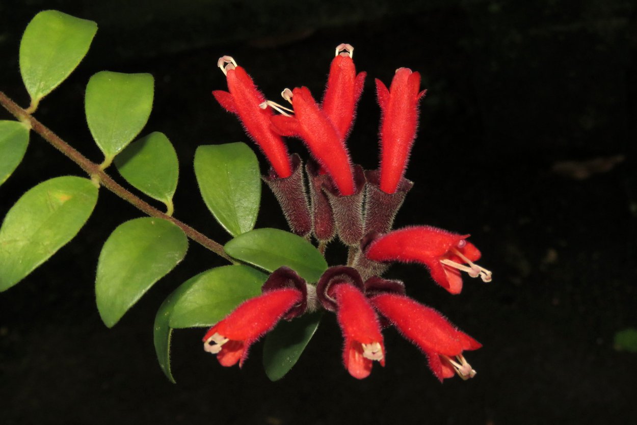 Эсхинантус колумнея