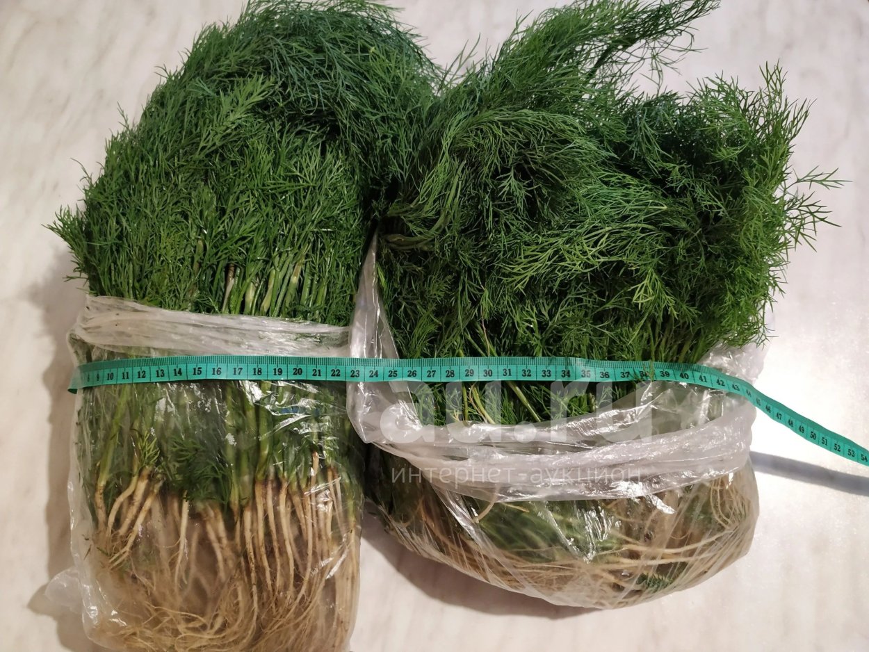 Укроп кустистый