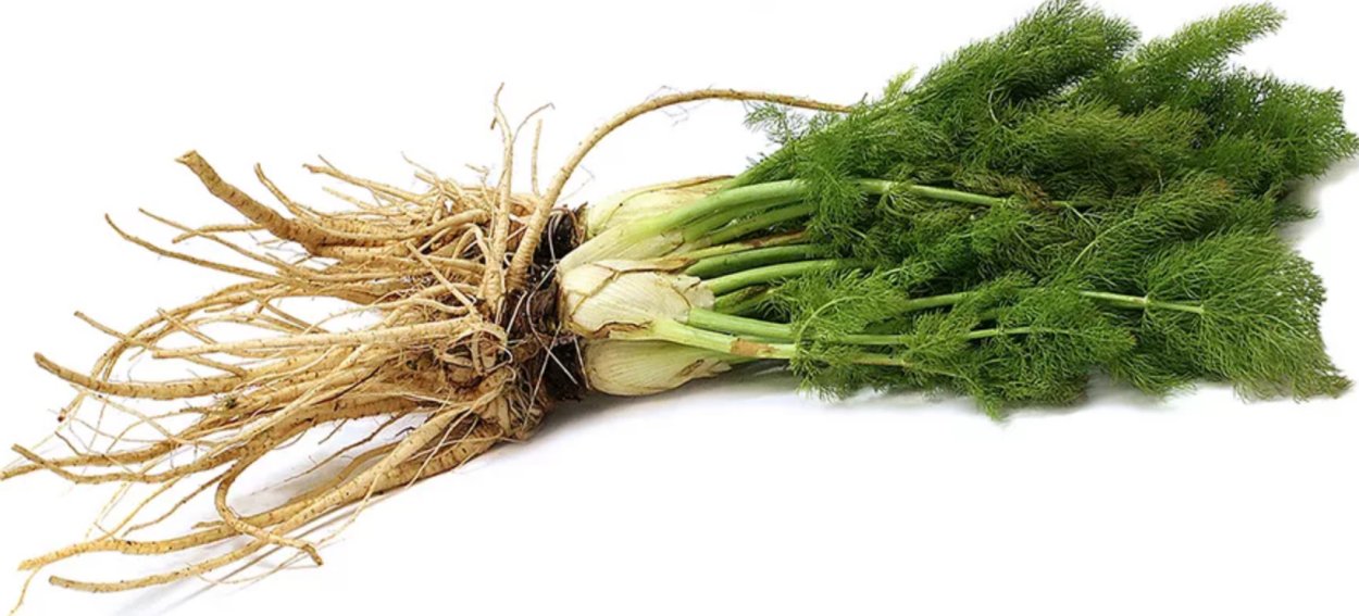 Фенхель корень