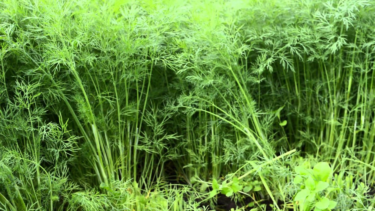 Масло фенхеля