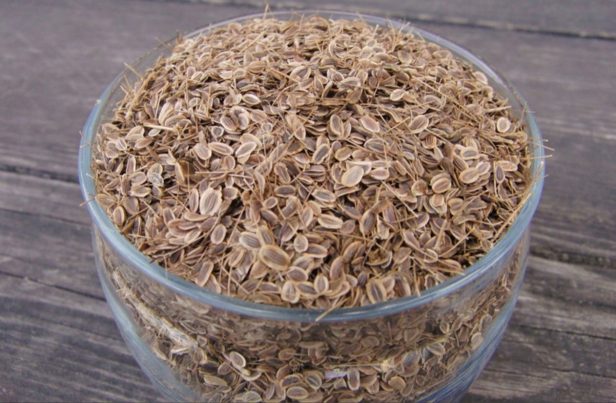 Укроп пахучий корневая система