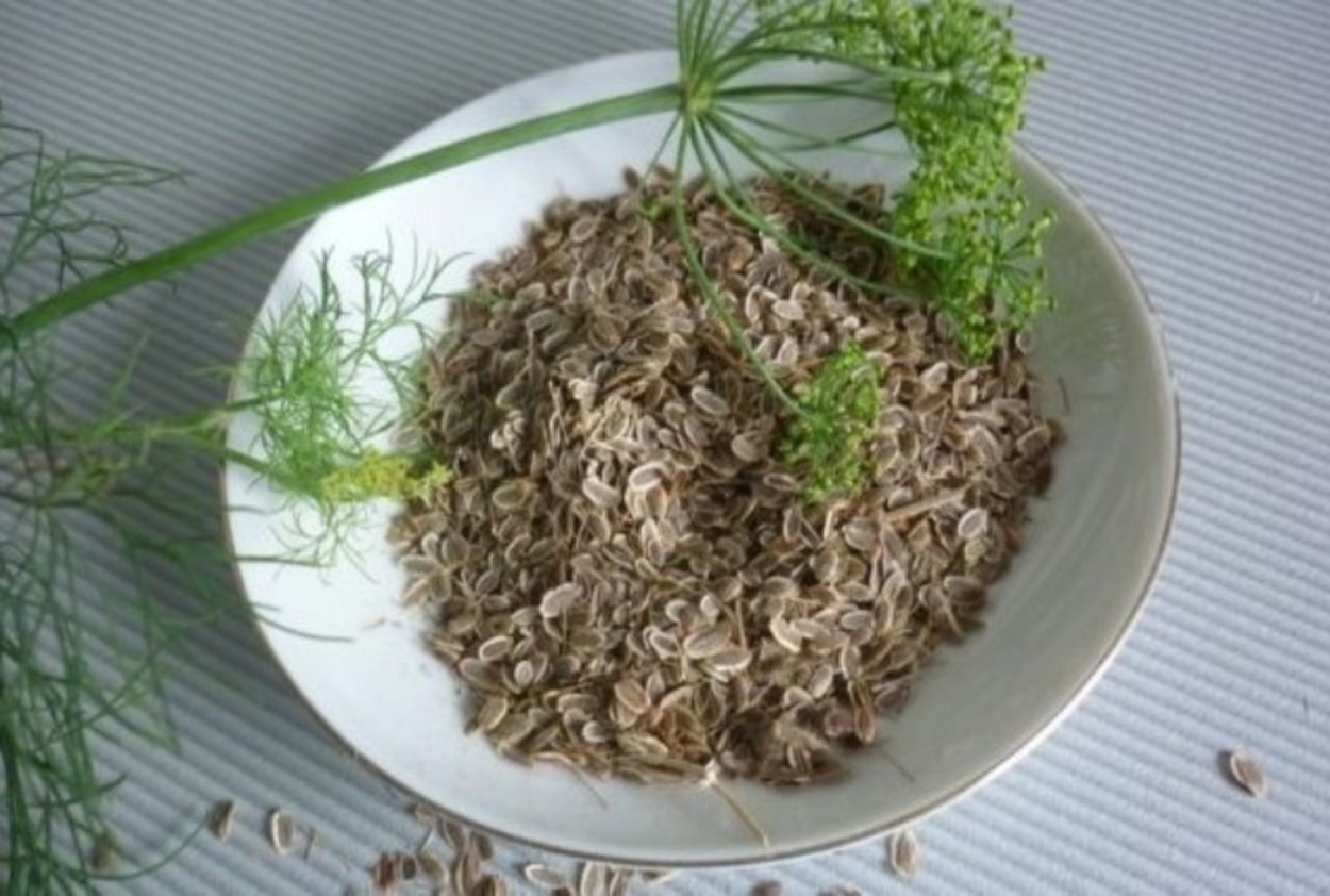 Пряные травы на огороде перечень