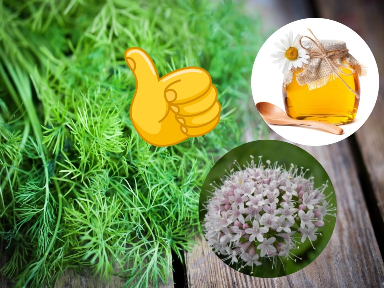 Имматурный период растений