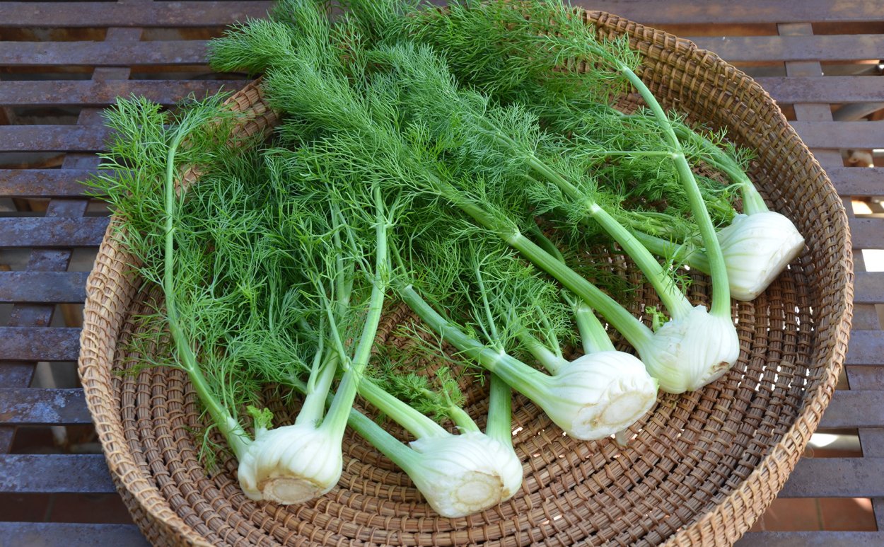 Фенхель звичайний