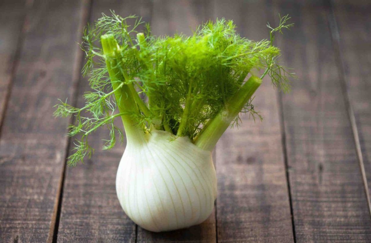 Конский фенхель