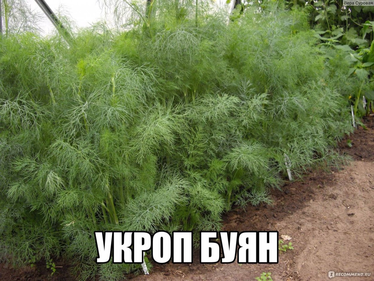 Укроп, мёд и валериана