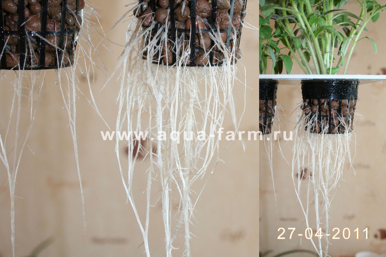 Полезная зелень