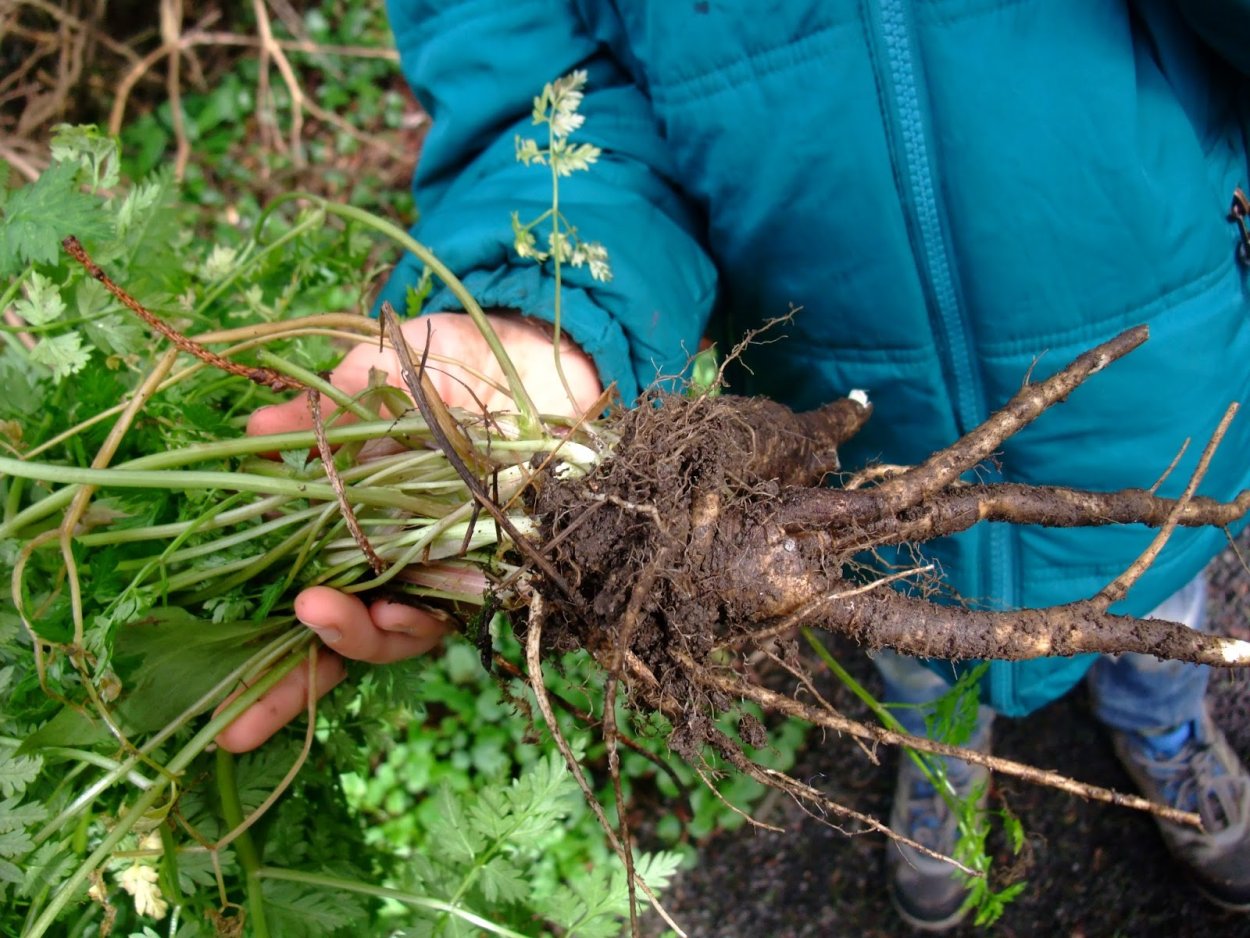 Морковь на грядке