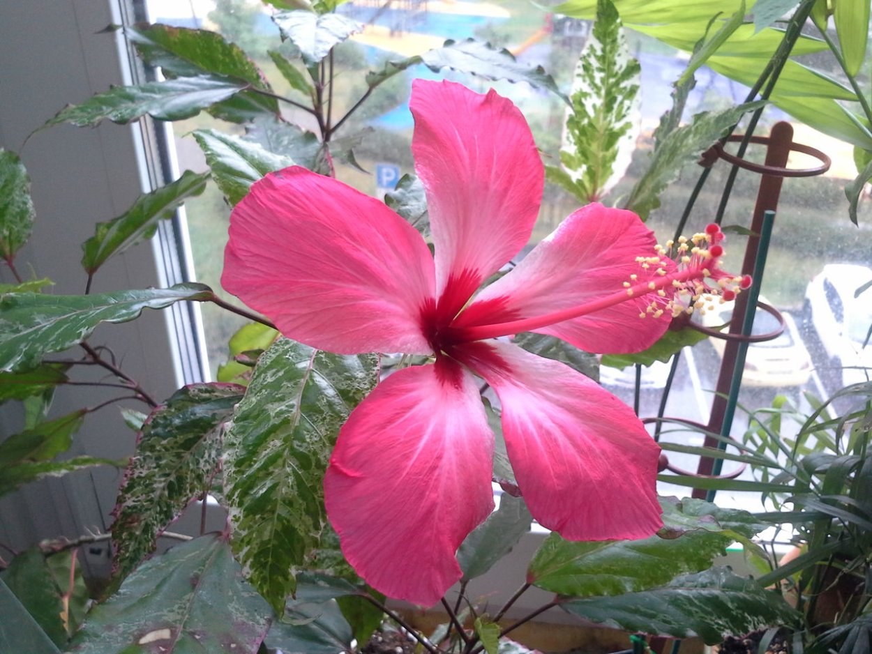 Гибискус вариегатный