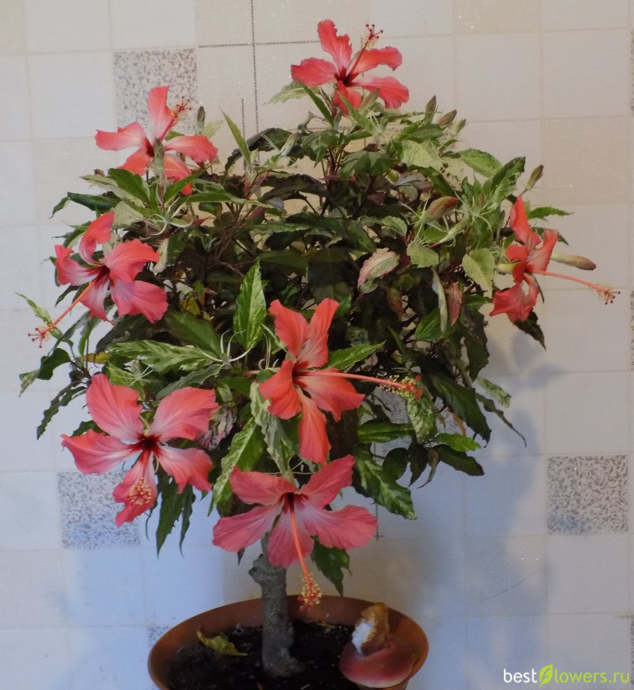 Гибискус Купера вариегатный