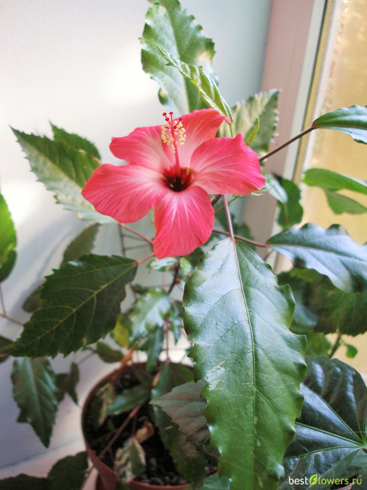 Гибискус Купера пестролистный