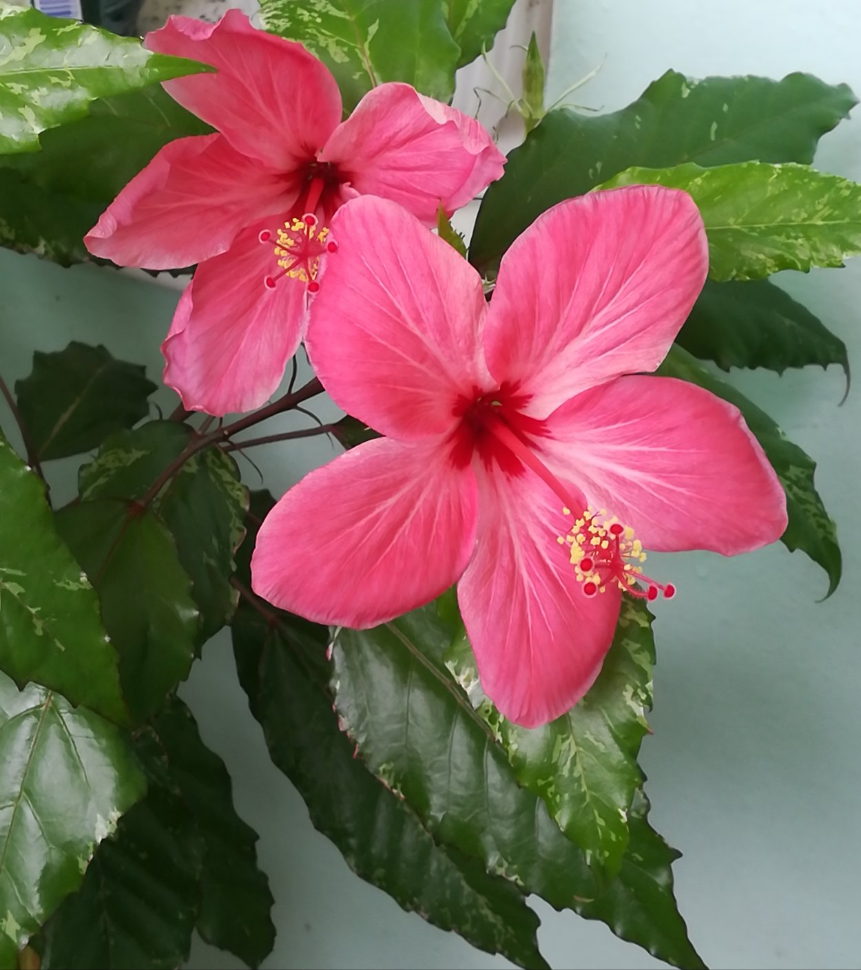 Гибискус лечебный