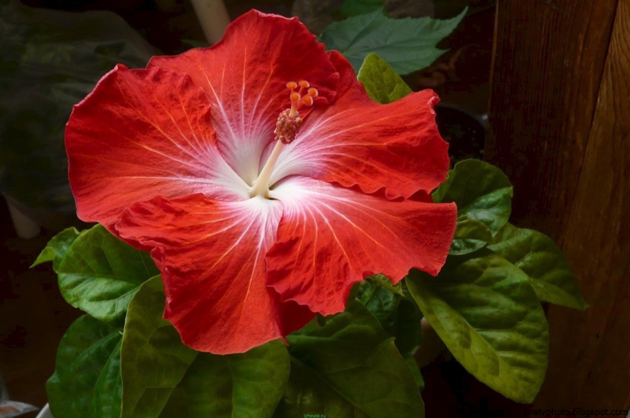 Гибискус китайский дома