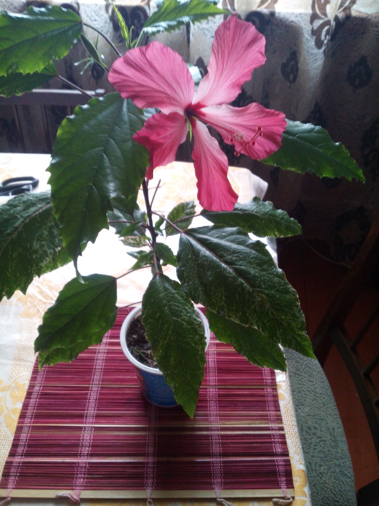 Гибискус Купера вариегатный