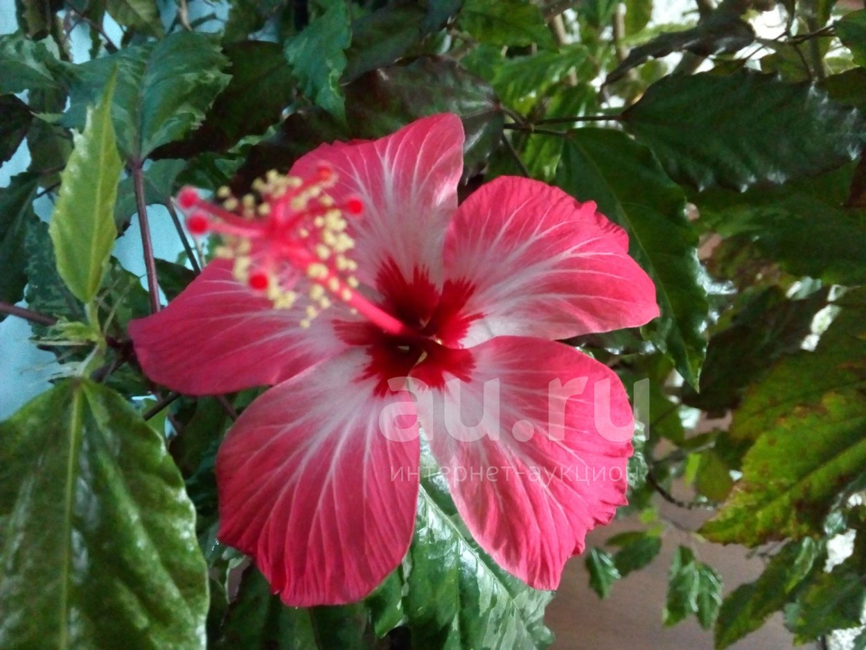 Гибискус Купера