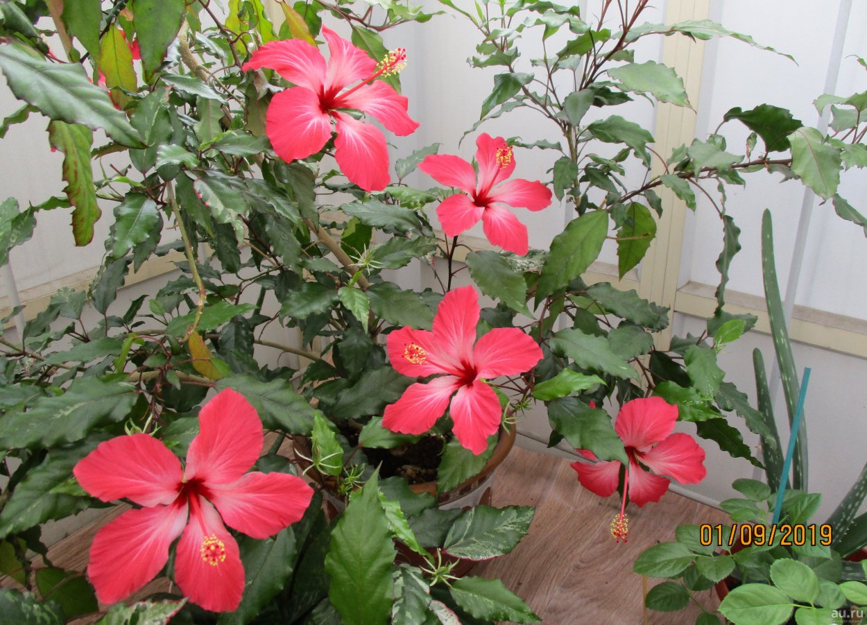 Листва пестролистного гибискуса