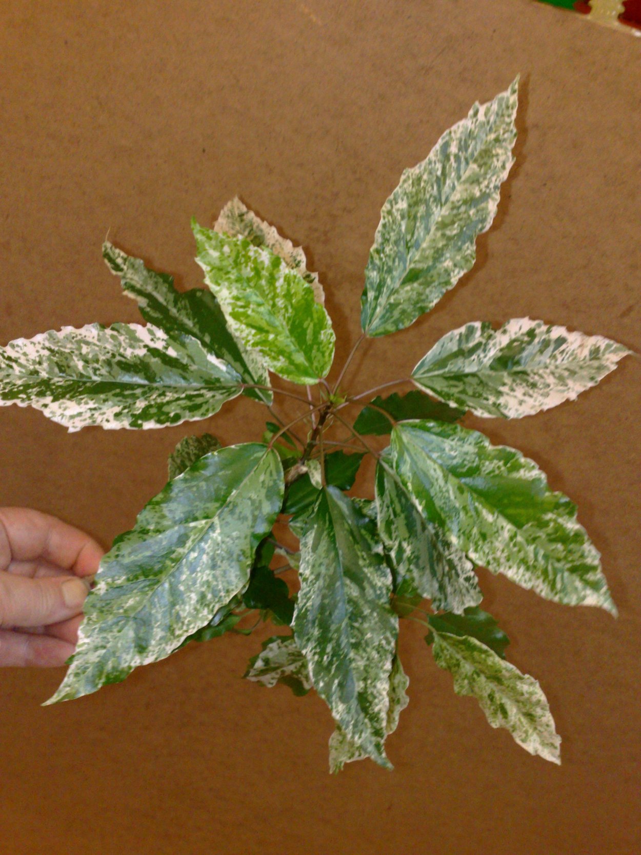 Гибискус узколистный комнатный