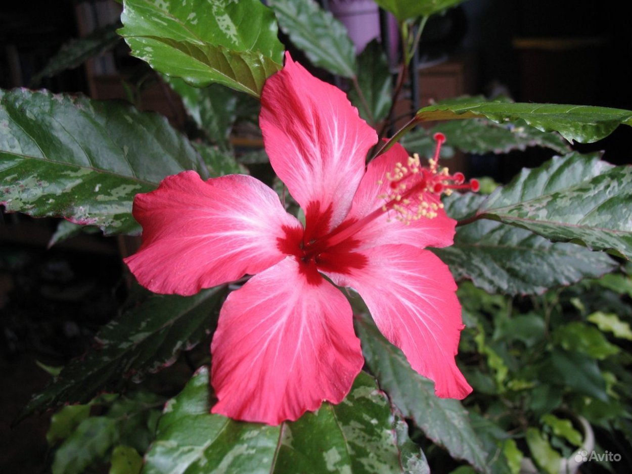 Гибискус Купера Снежная Королева