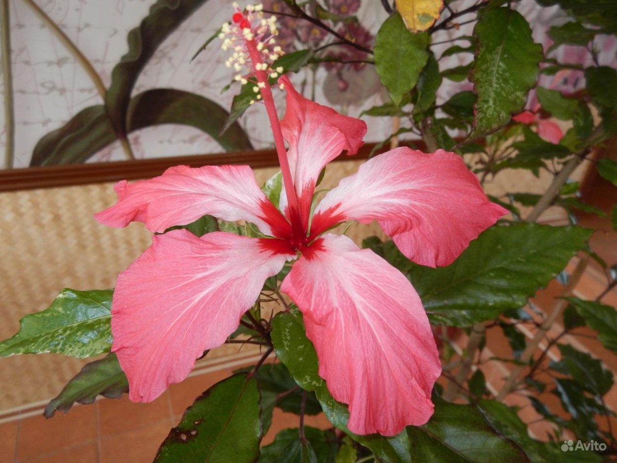 Гибискус китайский Розан