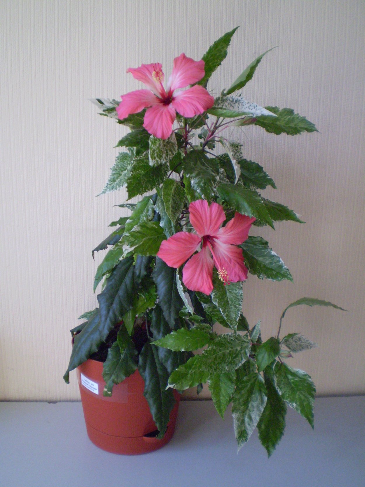 Гибискус Купера Карнивал