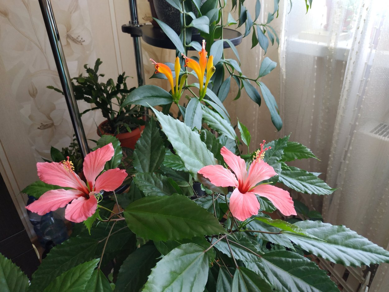 Гибискус пестролистный