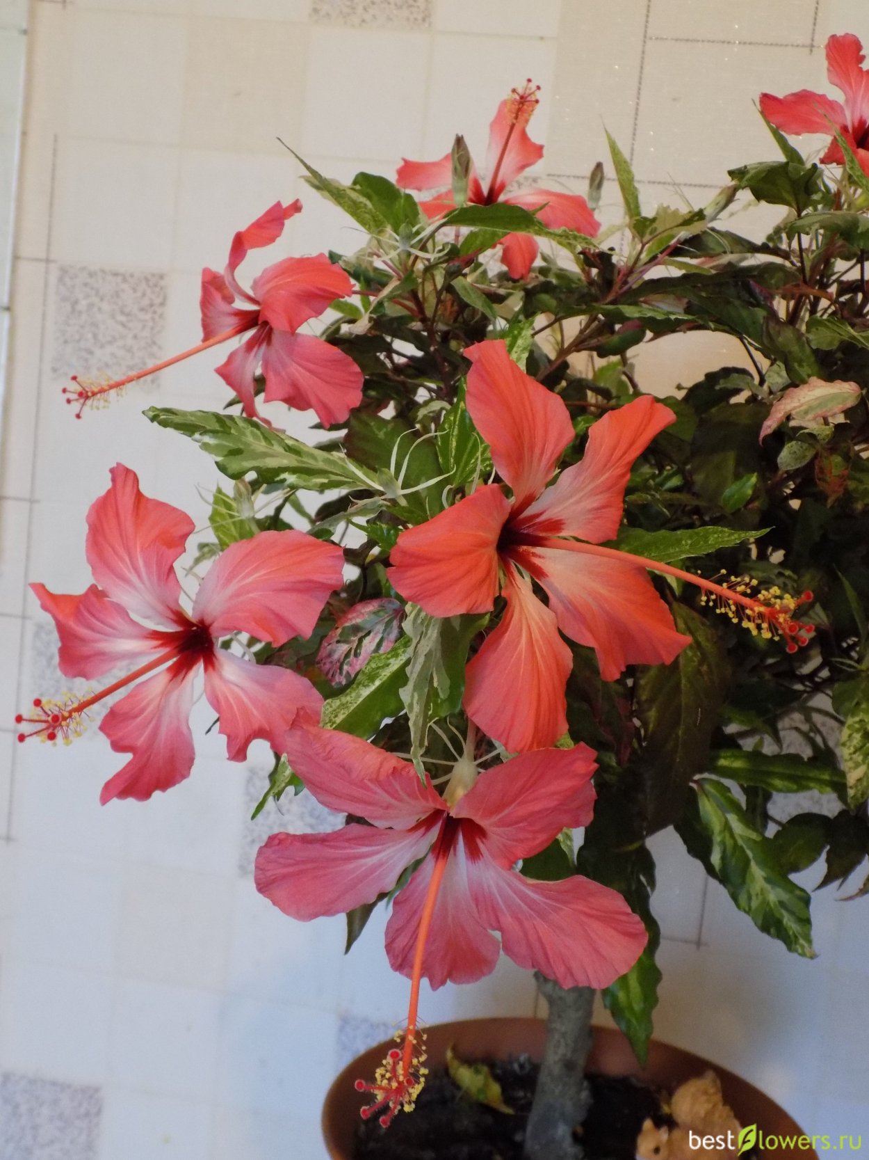 Гибискус пестролистный Снежная Королева