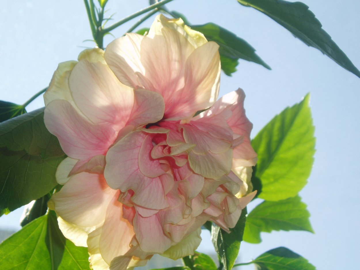 Родина гибискуса