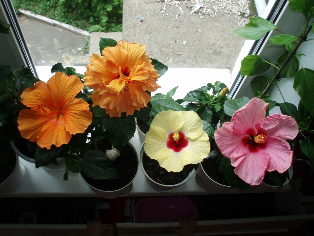 Гибискус Tahitian Dragon's Lair