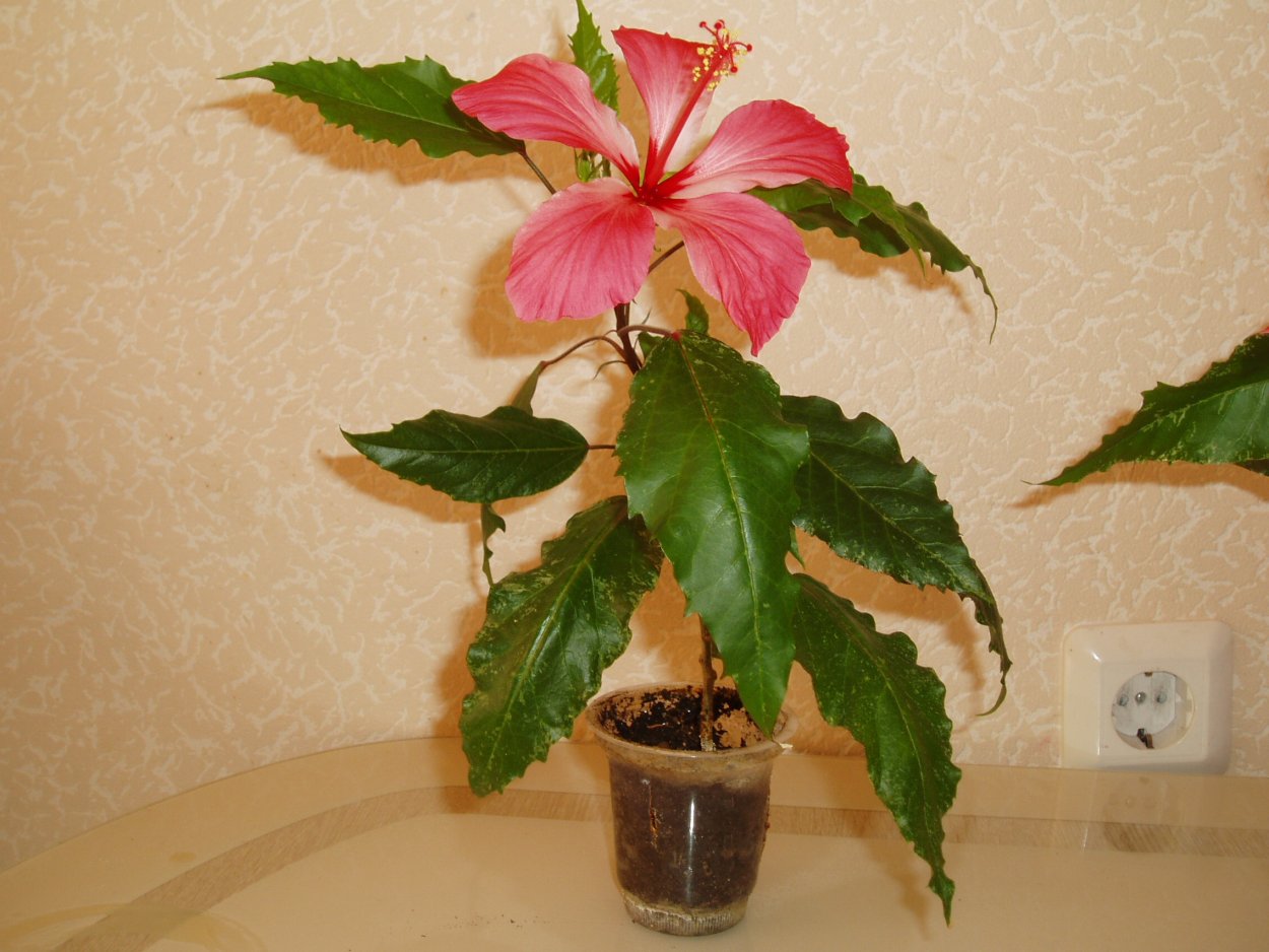 Гибискус Купера