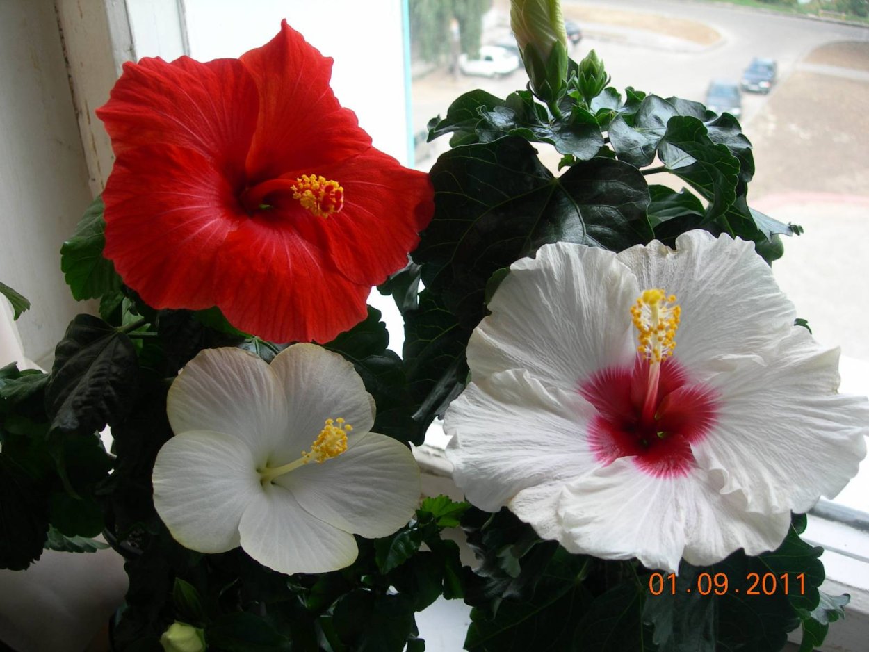 Гибискус пестролистный d12 tim