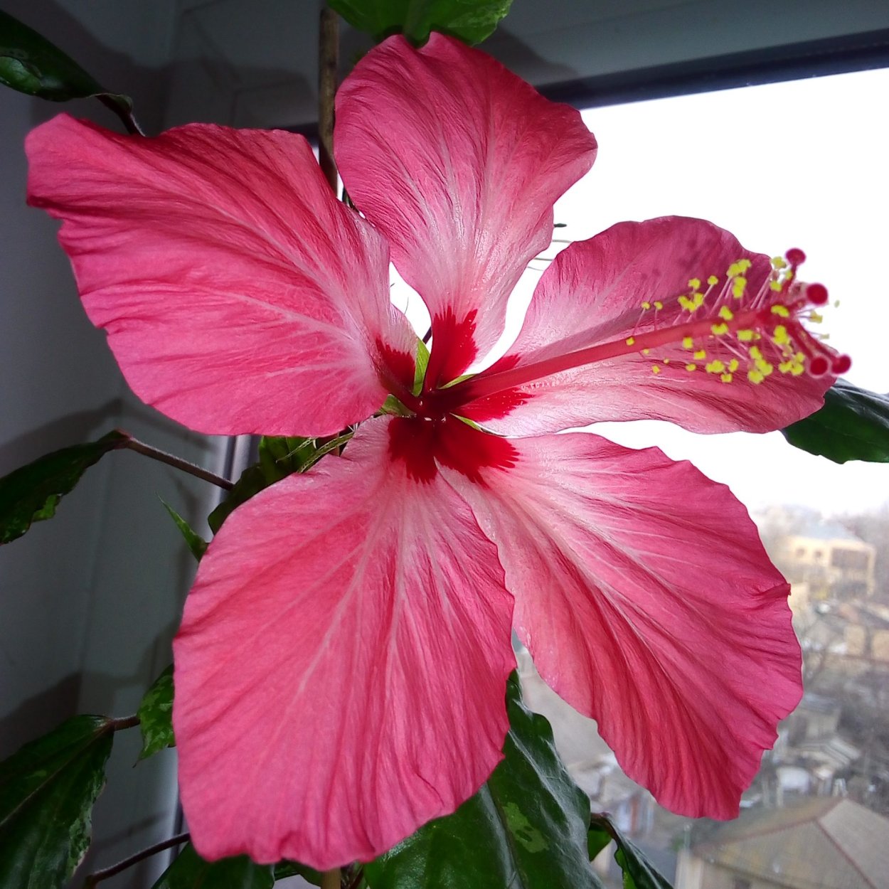 Гибискус Купера карнавал