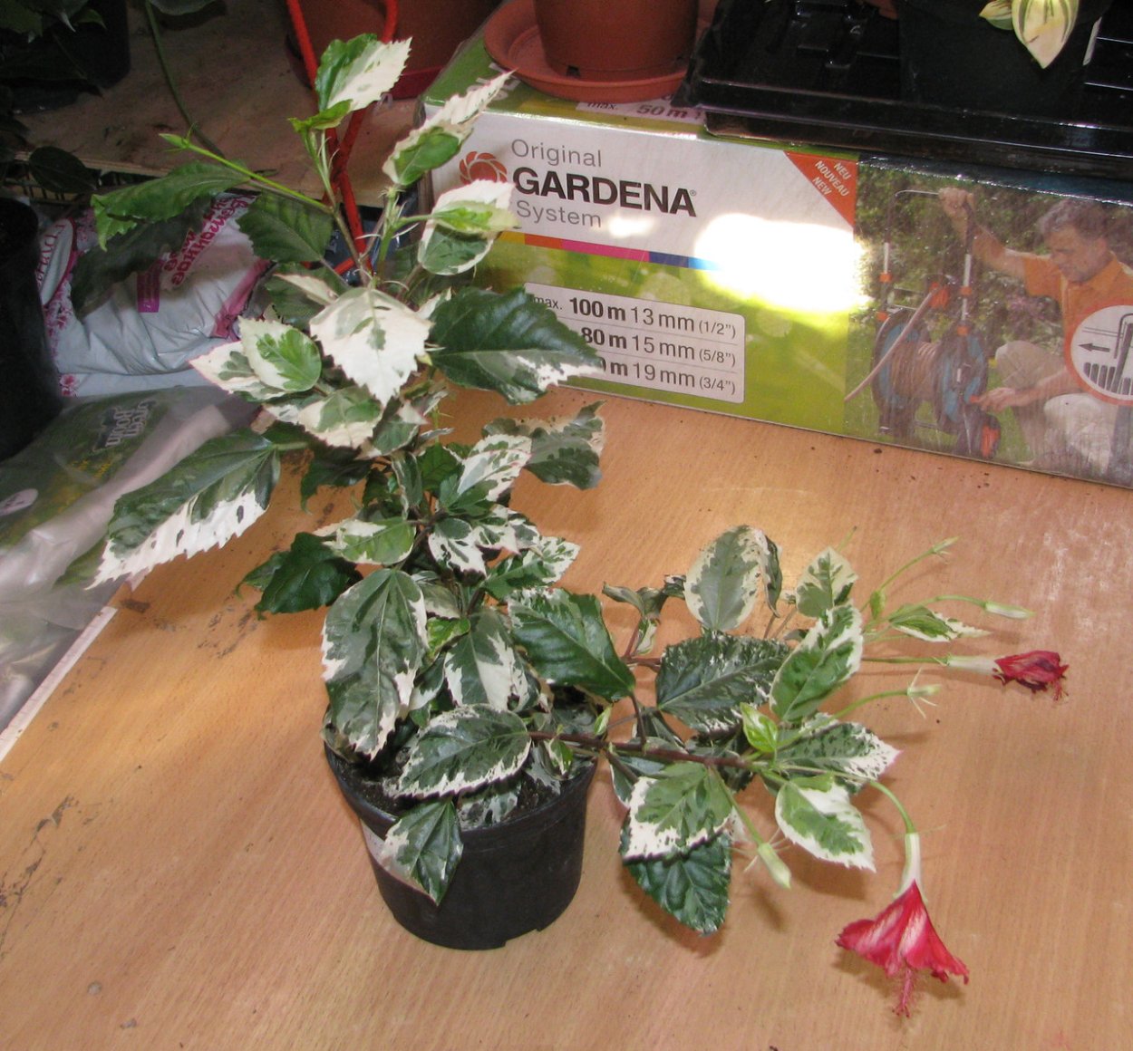 Пятнистость на листьях гибискуса Купера