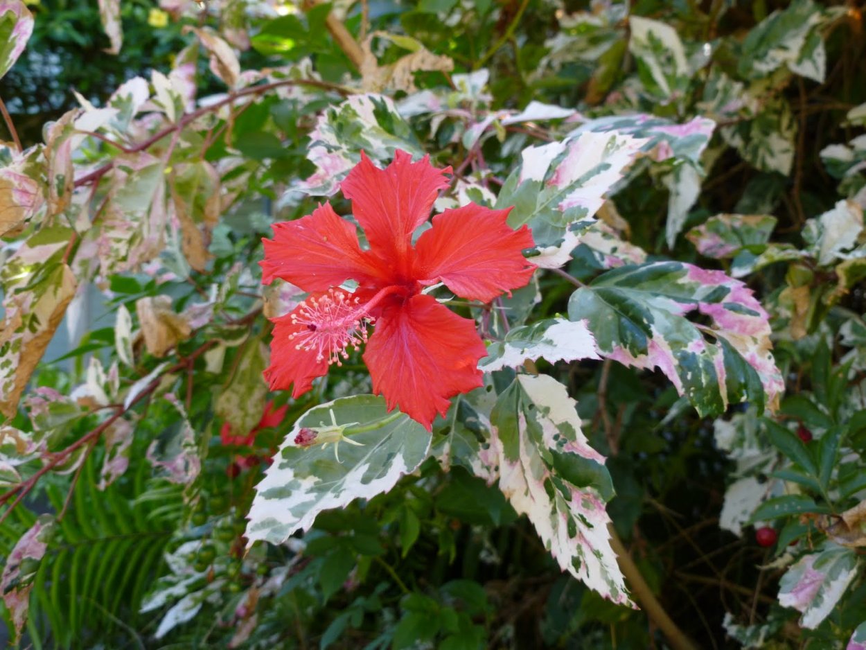 Гибискус Купера пестролистный