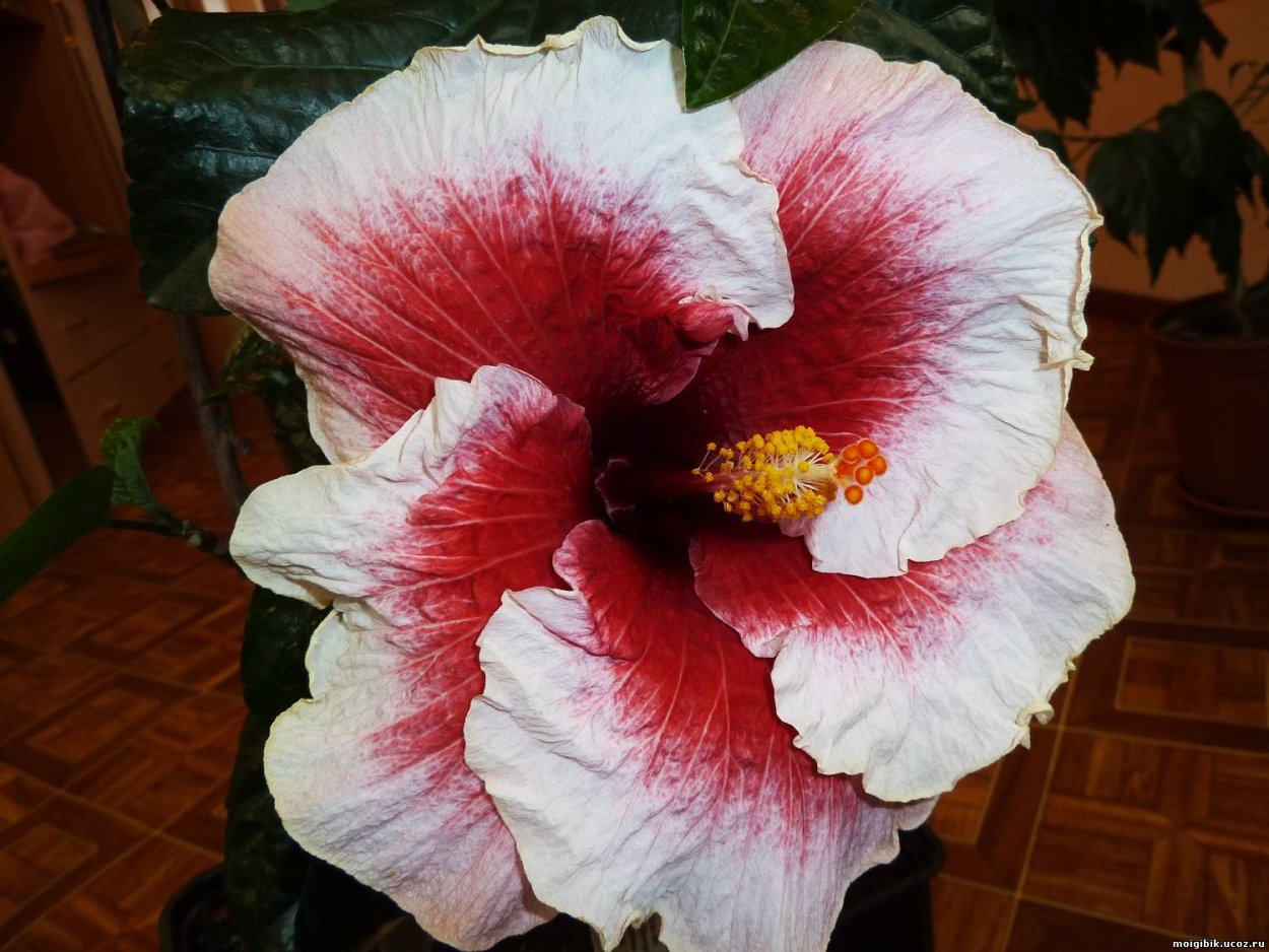 Гибискус остролистный