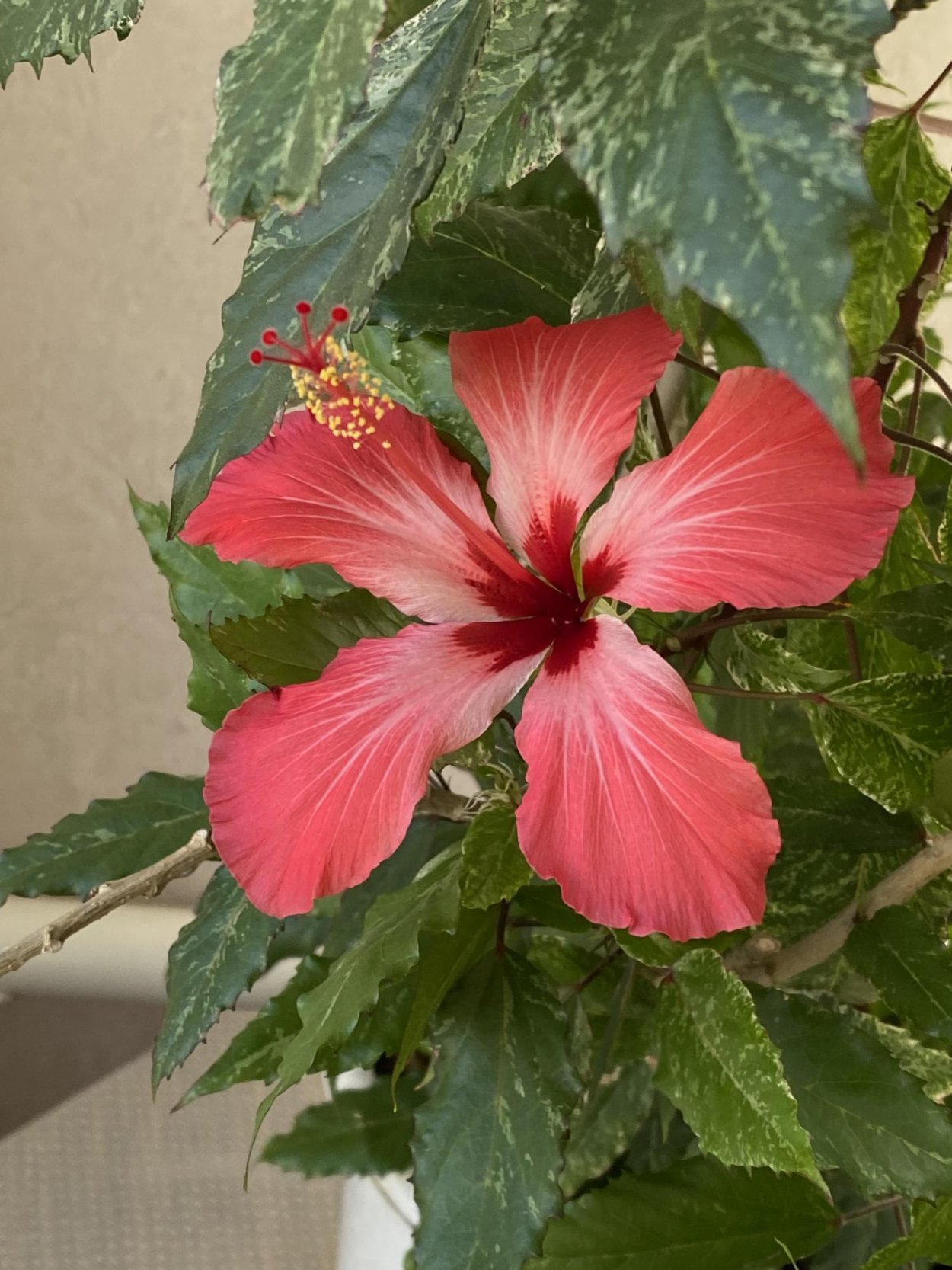 Гибискус Купера