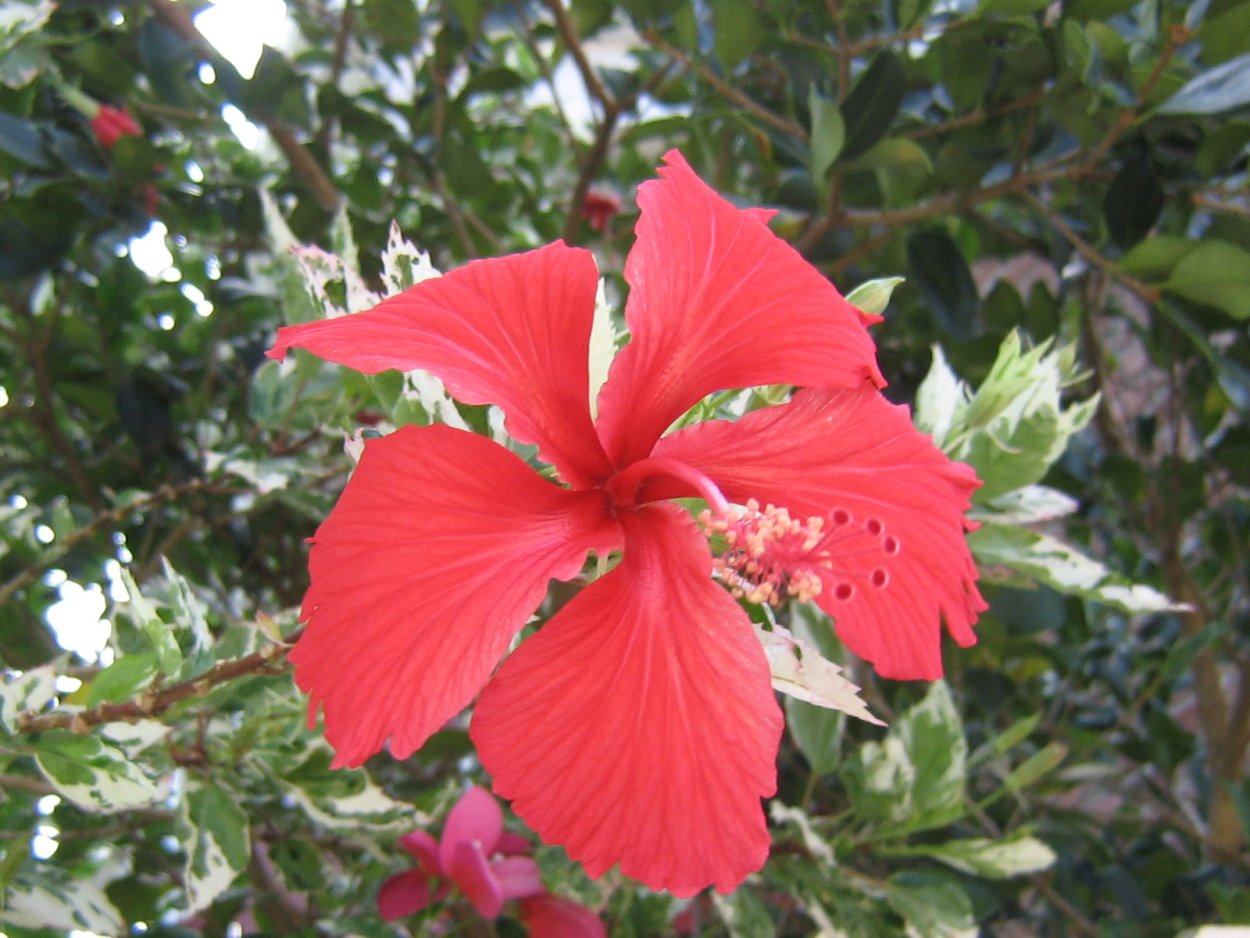 Гибискус китайская роза